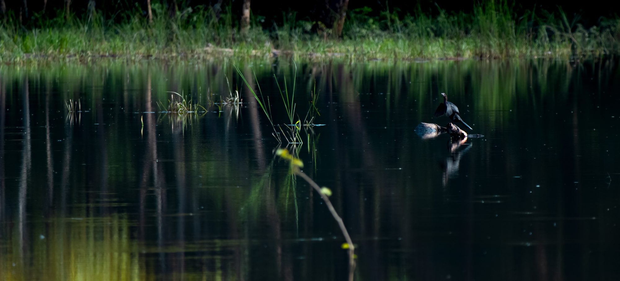 Wildlife photograph by Anirudh Nedanooru