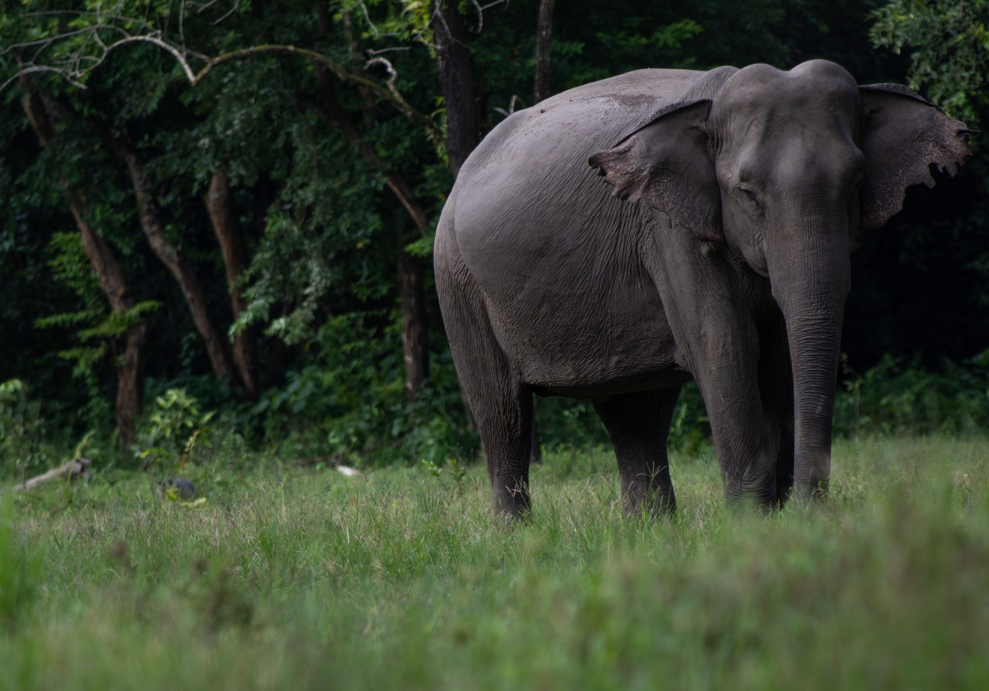 Wildlife photograph by Anirudh Nedanooru