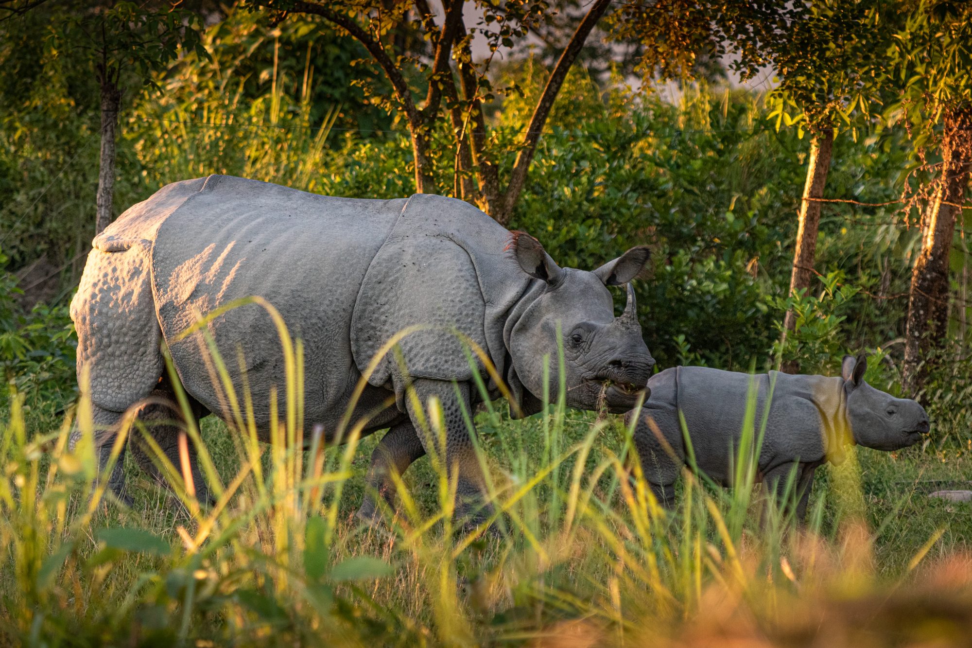 Wildlife photograph by Anirudh Nedanooru