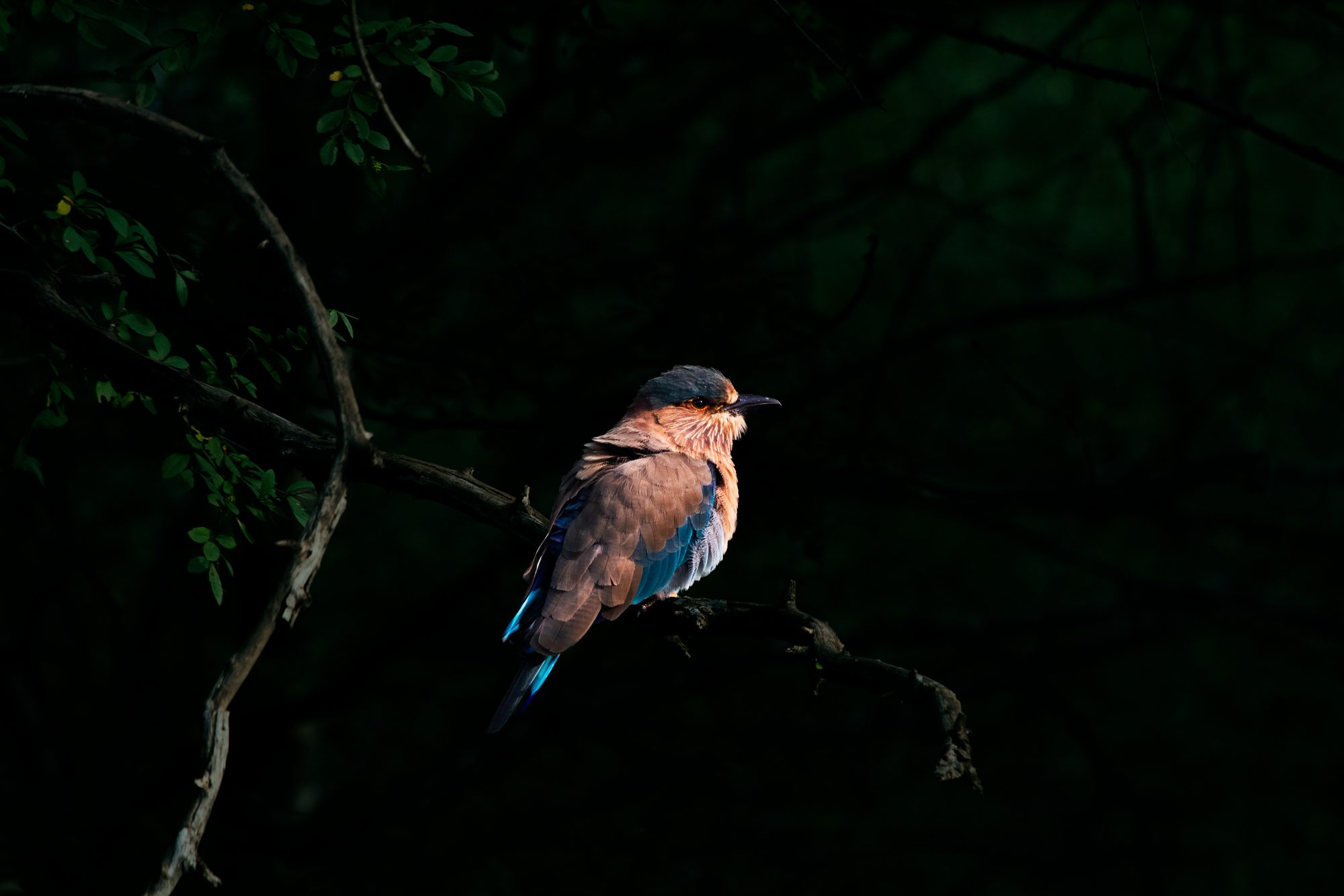 Wildlife photograph by Anirudh Nedanooru